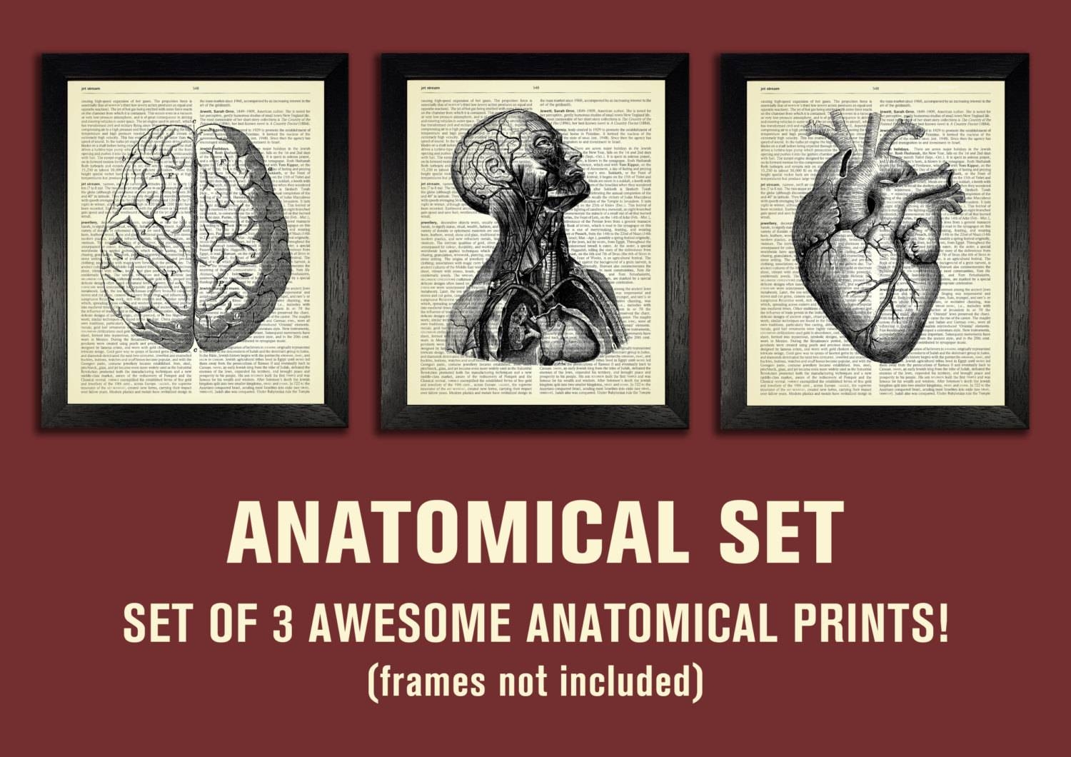 Anatomical Set Anatomy Print Set Medical Wall Art Intended For 2018 Medical Wall Art (Gallery 1 of 20)