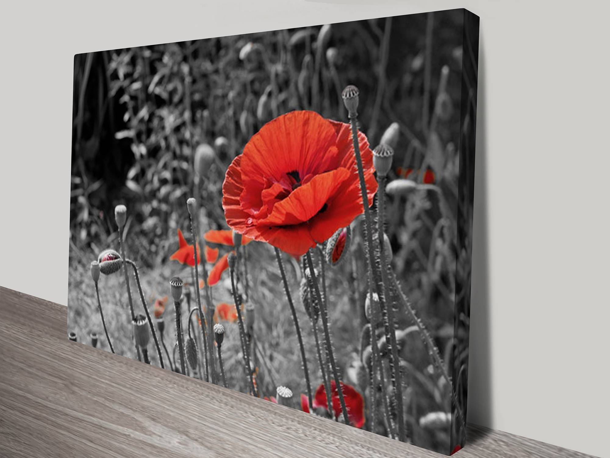 Colour Splash Canvas Prints Australia Within Most Recent Red Poppy Canvas Wall Art (View 1 of 20)