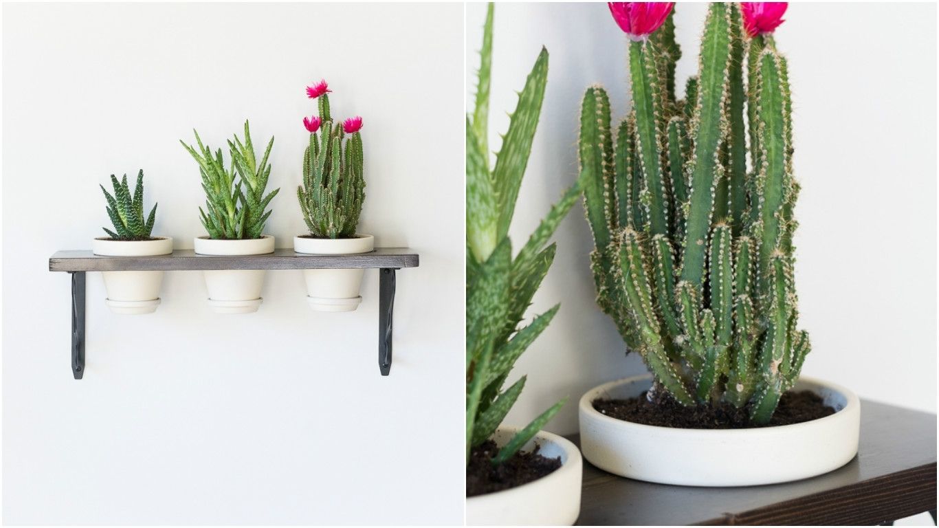 Turn Plants Into Wall Art With This Diy Hanging Succulent Garden Pertaining To Most Current Succulent Wall Art (View 8 of 20)
