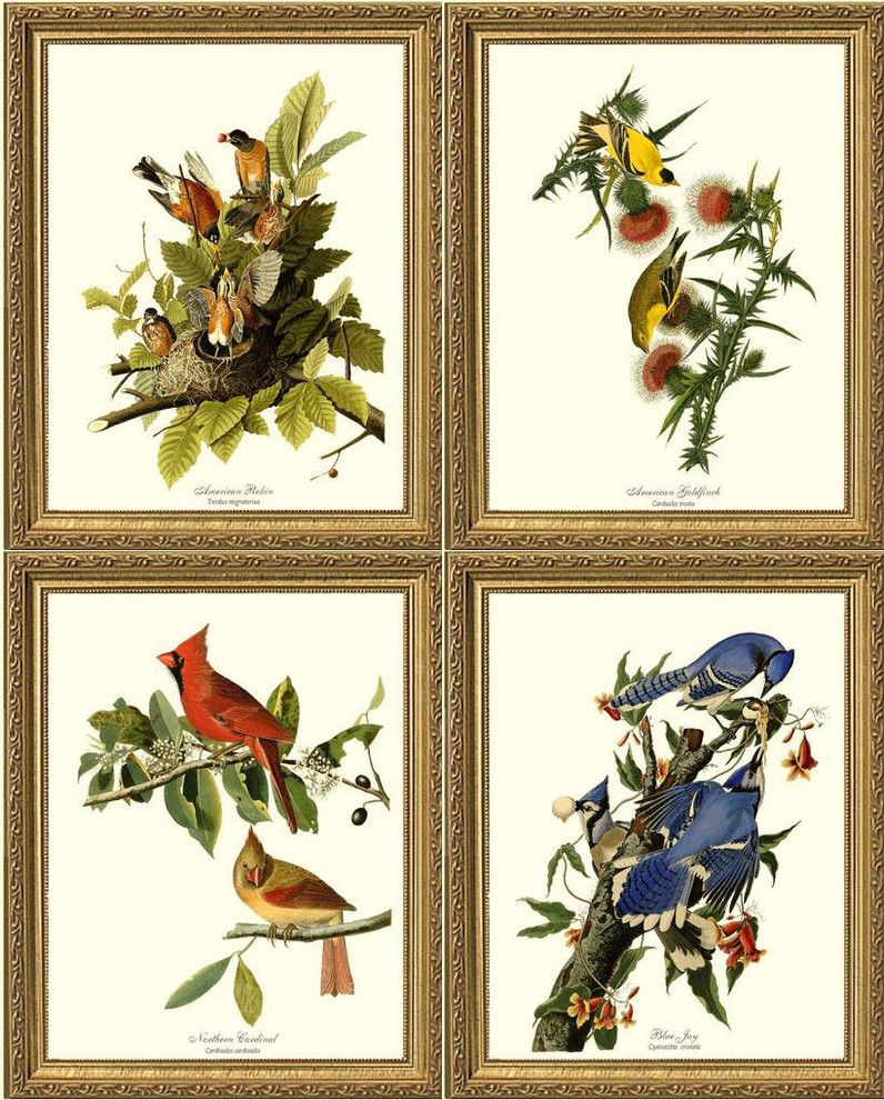 Audubon Bird Print Set 4 Framed Antique Vintage In Best And Newest Natural Framed Art Prints (View 11 of 20)