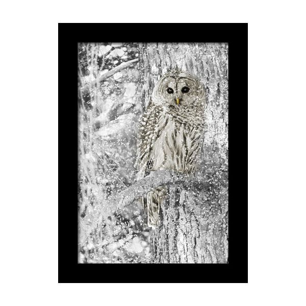 Barred Owl Snowy Day In The Forest Framed Print | Framed Within Most Up To Date The Owl Framed Art Prints (View 19 of 20)