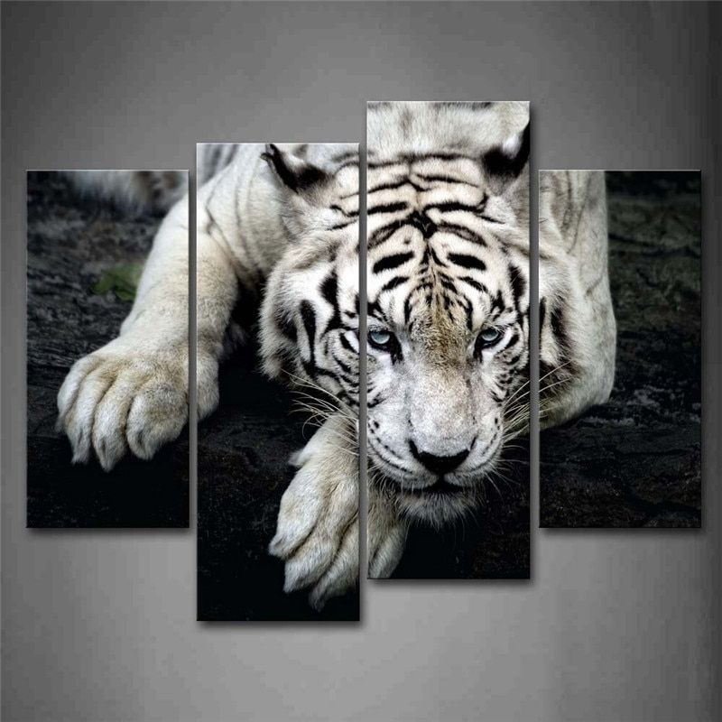 Black And White White Tiger Lie On Rock Wall Art Painting In Most Current Tiger Wall Art (View 12 of 20)