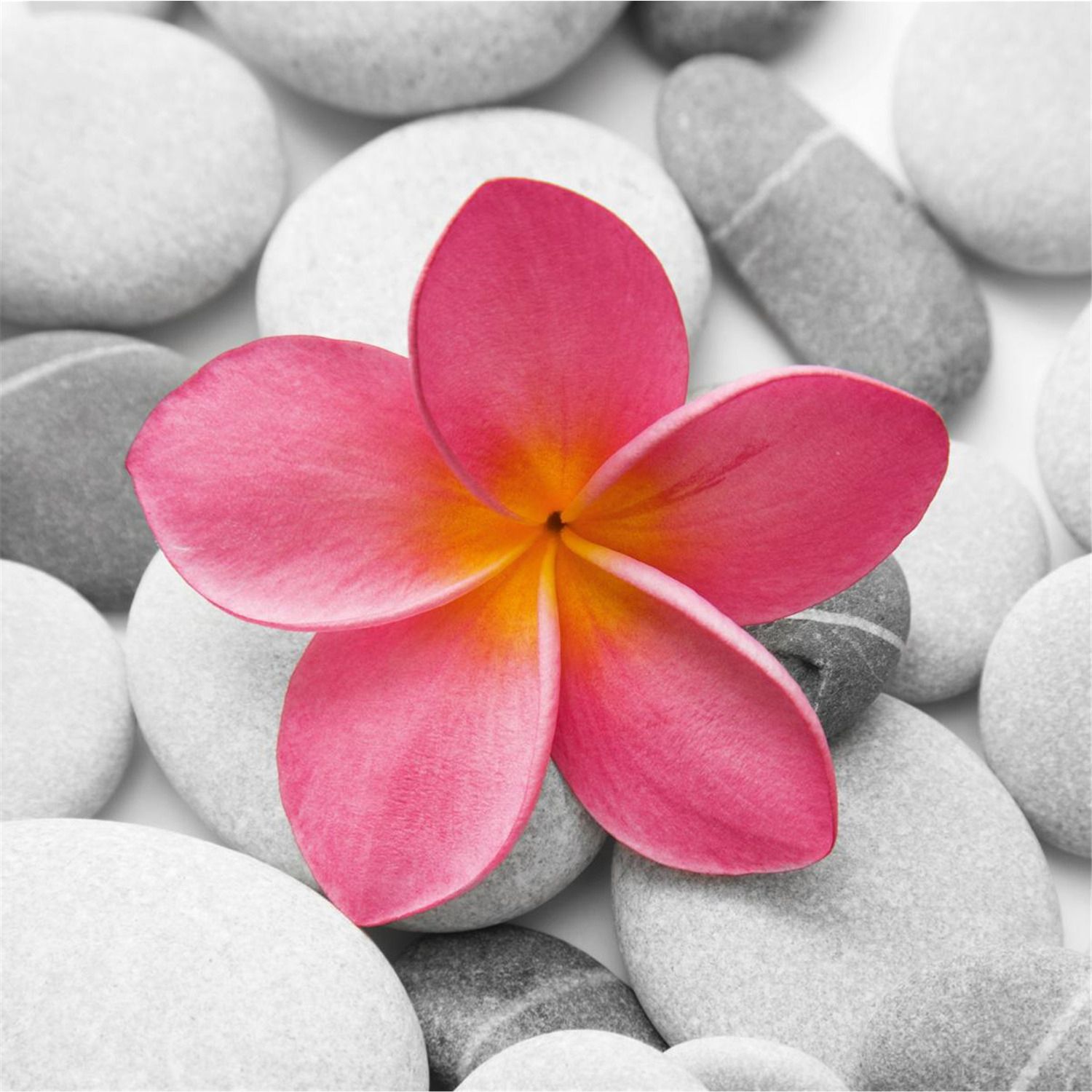 Deco Glass Wall Decor – Art On Glass – Beautiful Pink Within Most Popular Flowers Wall Art (View 19 of 20)