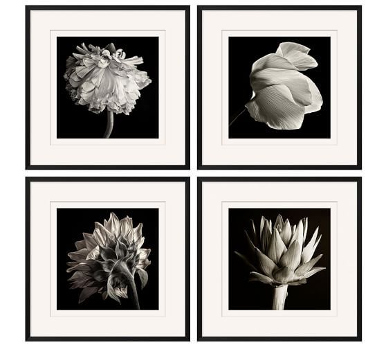 Flower Black & White Framed Print | Pottery Barn Throughout Most Up To Date Flower Framed Art Prints (View 20 of 20)