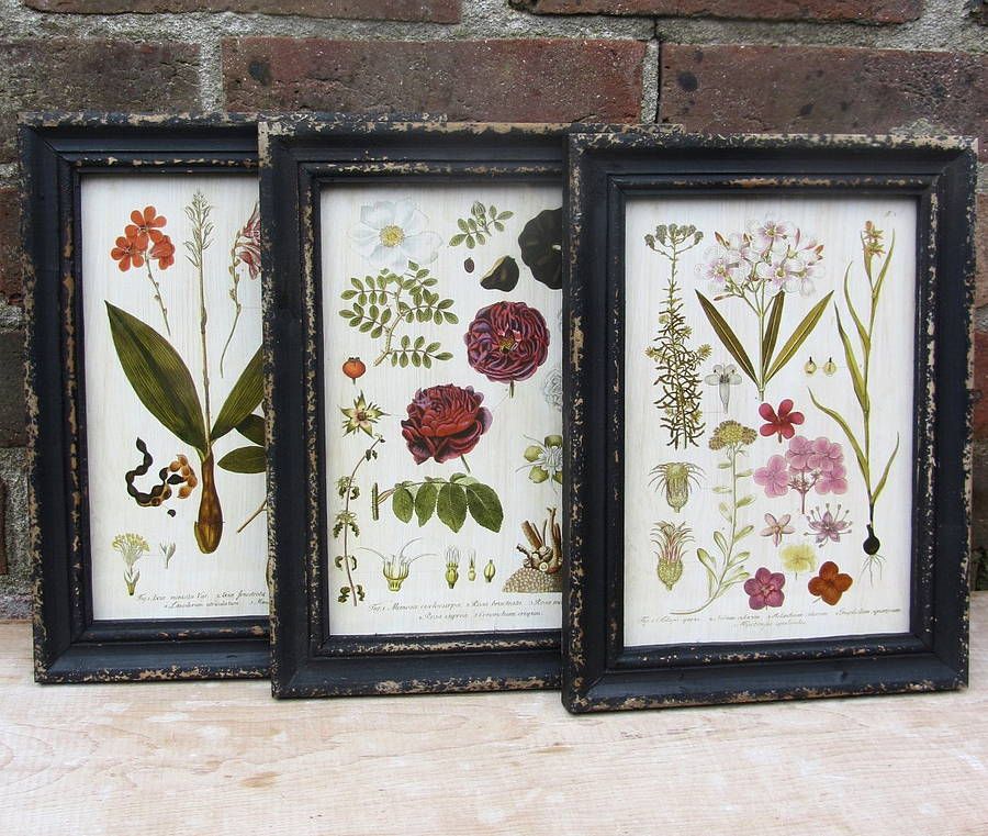 Framed Botanical Printhorsfall & Wright Within Most Up To Date Lines Framed Art Prints (View 14 of 20)