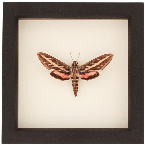Framed Moth Sphinx Hummingbird Display ($42) Liked On With Regard To Most Recent Spinx Wall Art (View 8 of 20)