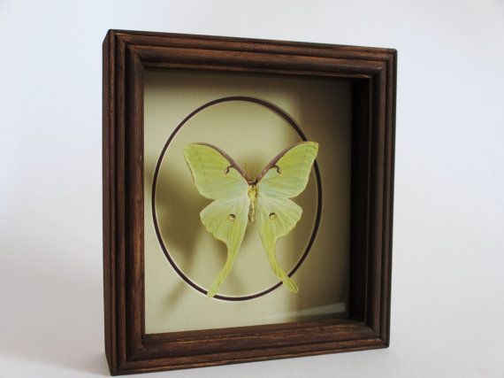 Luna Moth In Wood Shadowbox Frameelefly On Etsy, $45 Regarding Most Up To Date Luna Wood Wall Art (View 4 of 20)