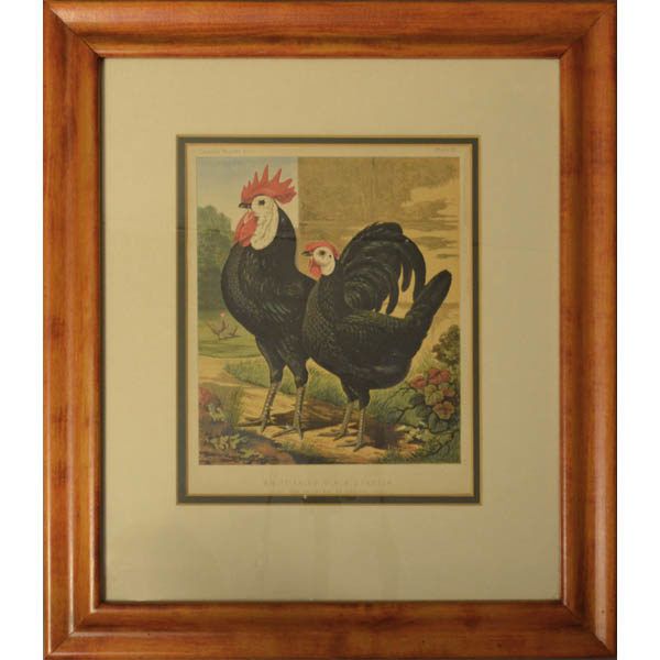 Natural History Art, Birds, Chickens, Prize Winning Inside Most Recently Released Natural Framed Art Prints (View 1 of 20)