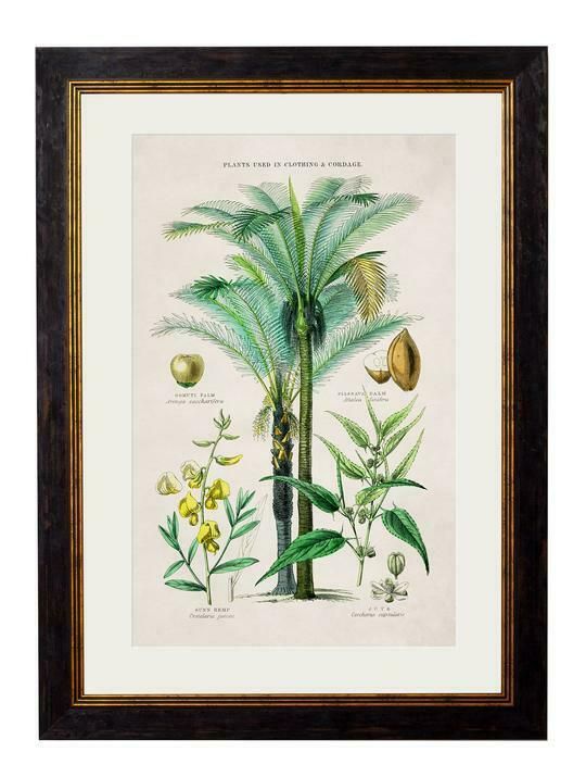 Premium Botanical Botany Tropical Euro Pears 2 Antique With Regard To Most Recent Tropical Framed Art Prints (View 1 of 20)