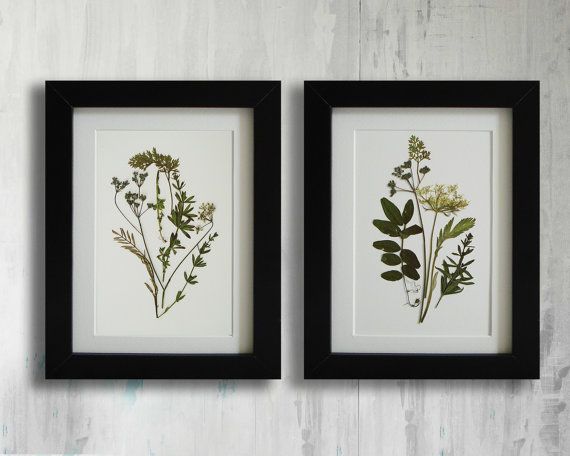 Set Of 2 Herbarium Botanical Prints Artworks Real In Most Current Flower Framed Art Prints (View 9 of 20)