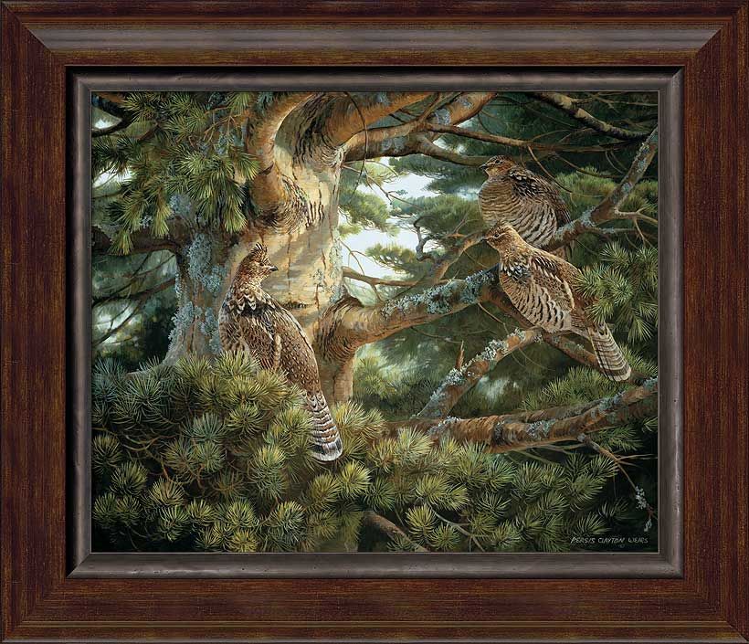 Sunlit Pine Ruffed Grouse Framed Canvas Giclee Art Print Intended For Current Sunshine Framed Art Prints (View 1 of 20)