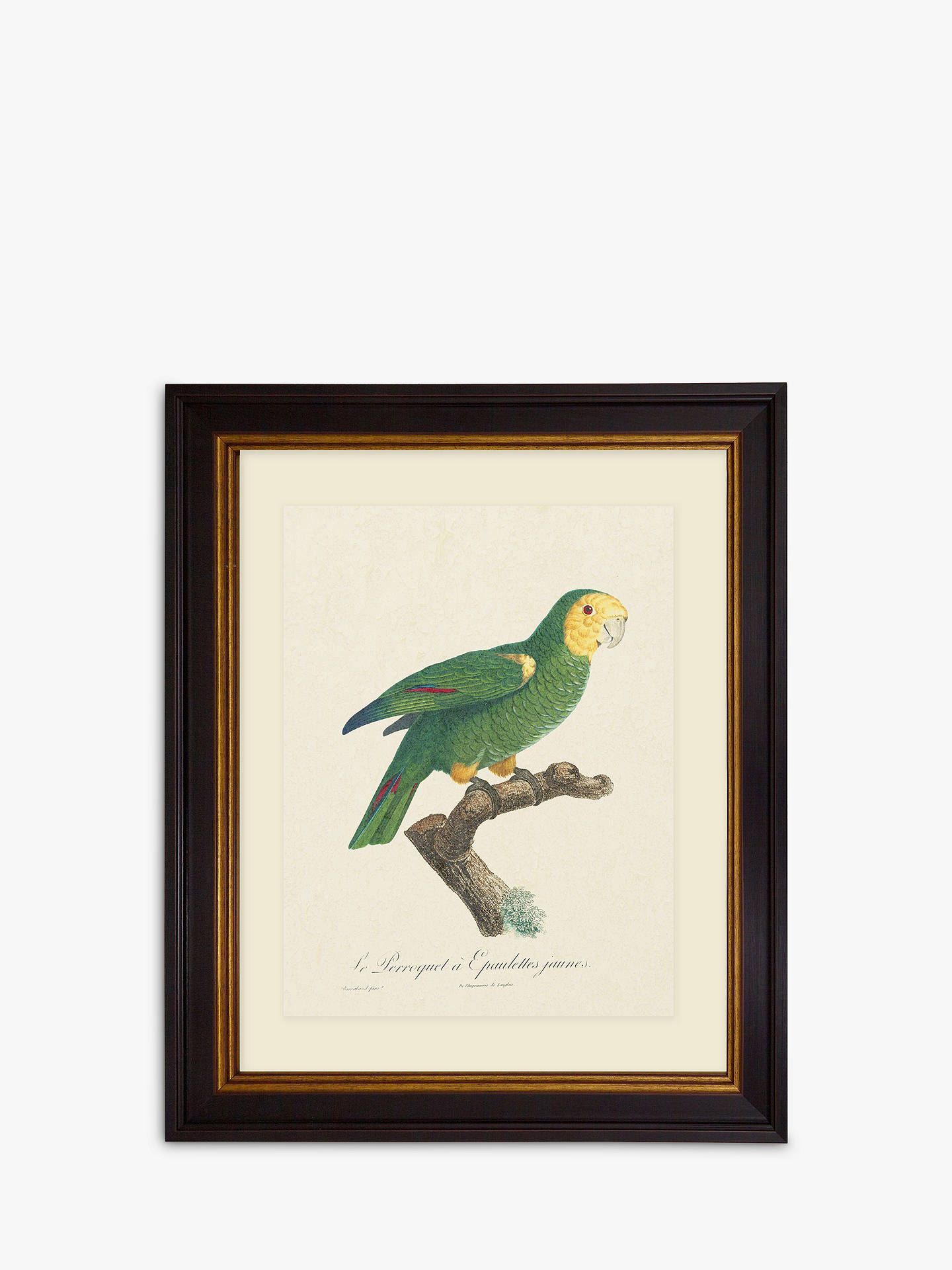 Tropical Bird Iii – Framed Print & Mount, 60 X 50cm, Green Inside Recent Tropical Framed Art Prints (View 3 of 20)