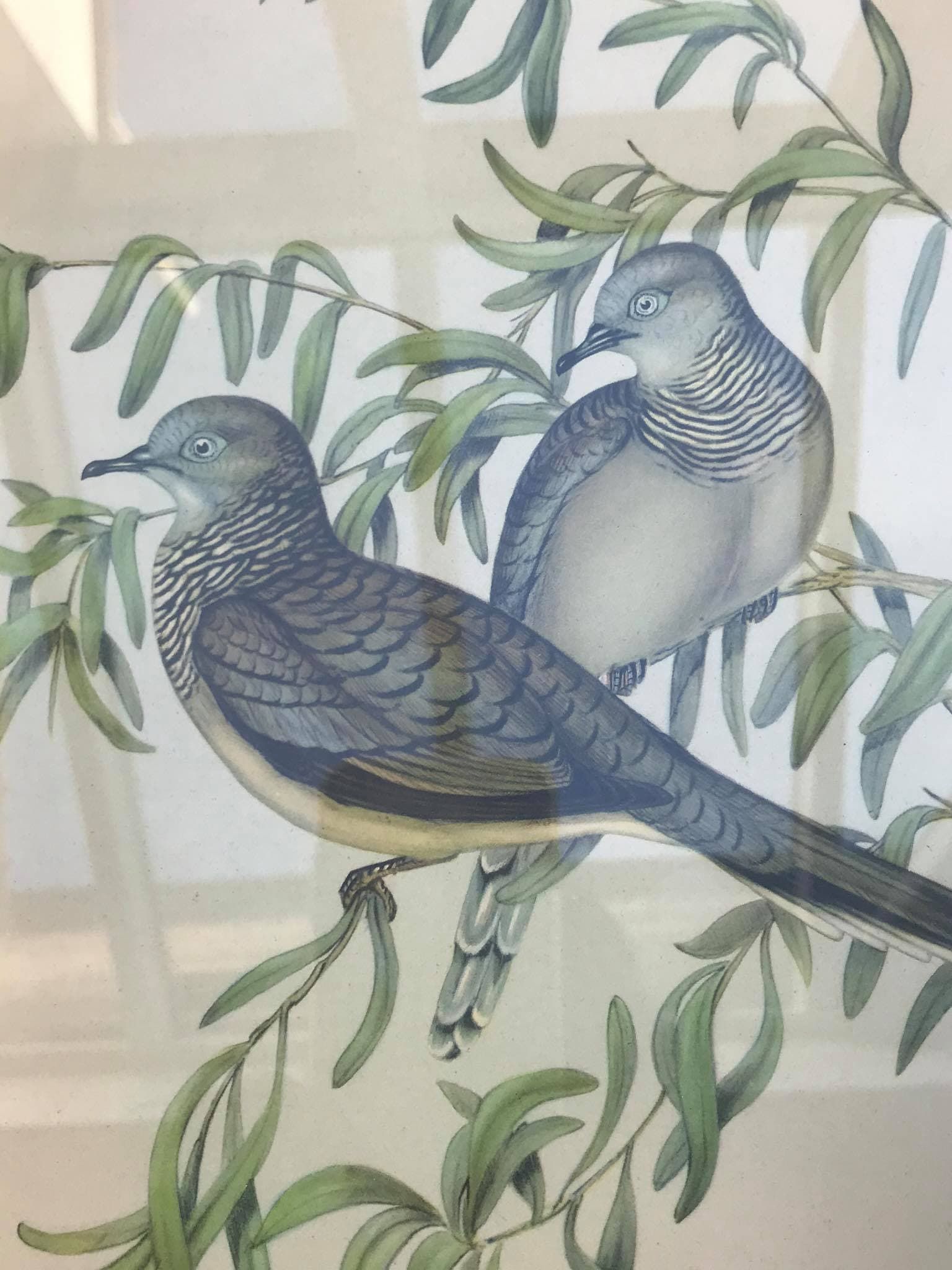 Vintage Pair Framed Bird Plants Prints Illustrations With Regard To Most Current Children Framed Art Prints (View 16 of 20)