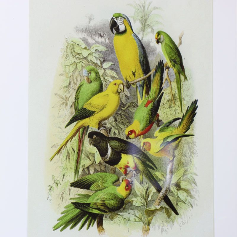 Wall Mounted Gold Framed Tropical Bird Prints – Windsor Browne For Latest Tropical Framed Art Prints (View 9 of 20)