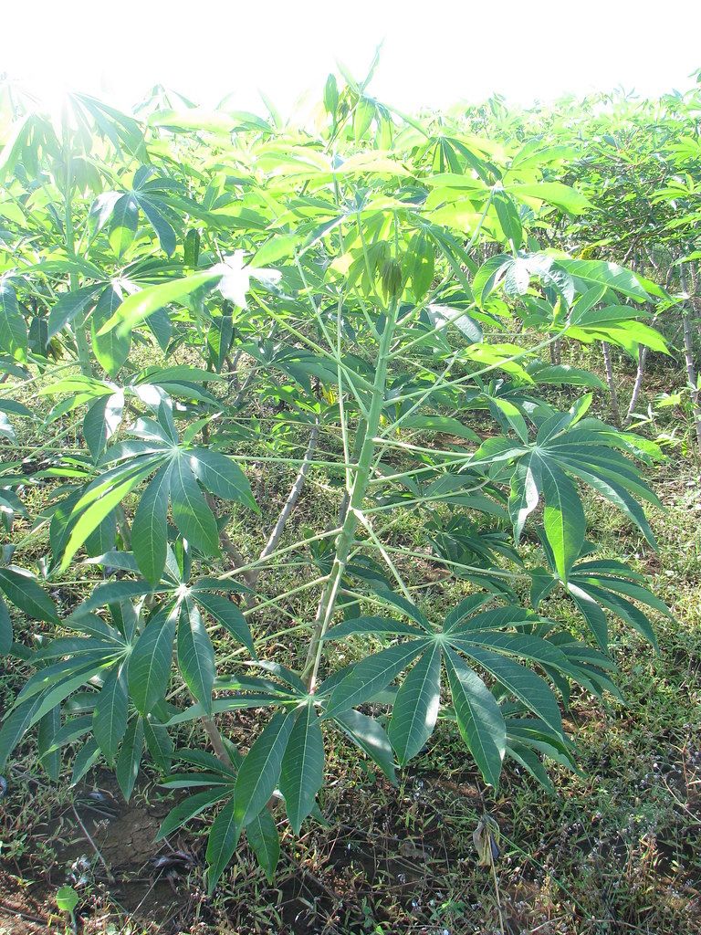 A Beautiful Cassava Plant | Agro2 Cassava | Flickr Inside Recent Cassava Wall Art (View 7 of 20)