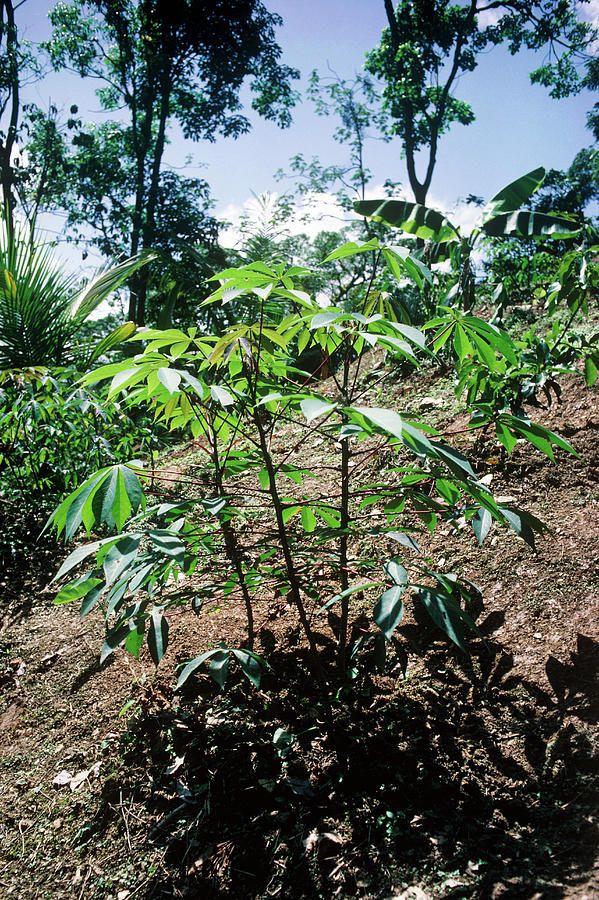 A Cassava Plant Cultivated In Trinidad Rain Forest Photographdr Within Best And Newest Cassava Wall Art (Gallery 19 of 20)