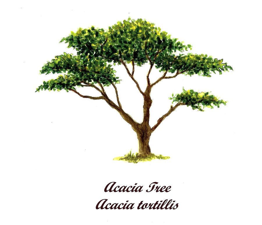 Acacia Tree Number Two Paintingmichael Vigliotti Intended For Most Up To Date Acacia Tree Wall Art (View 17 of 20)