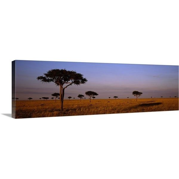 "acacia Trees On A Landscape, Masai Mara, Kenya, Africa" Canvas Wall Regarding Most Up To Date Acacia Tree Wall Art (View 3 of 20)