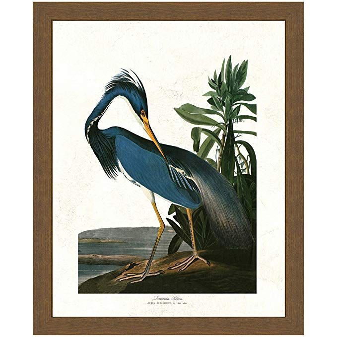 Amazon: Vintage Audubon Bird Print – Blue Louisiana Heron – Wood Throughout Most Up To Date Heron Bird Wall Art (View 12 of 20)
