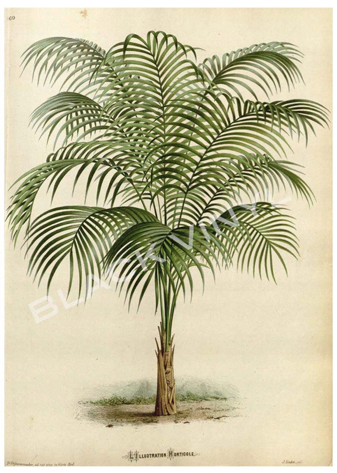 Antique 1800s Palm Tree Print Art Print Poster Palm Tree Wall | Etsy Throughout Most Recently Released Palms Wall Art (View 16 of 20)