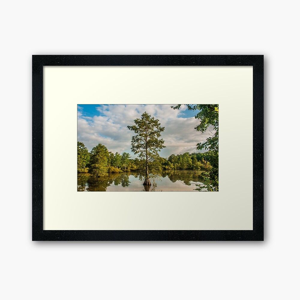 "bald Cypress In The Morning" Framed Art Printsherryvsmith | Redbubble Throughout Best And Newest Cypress Wall Art (View 8 of 20)