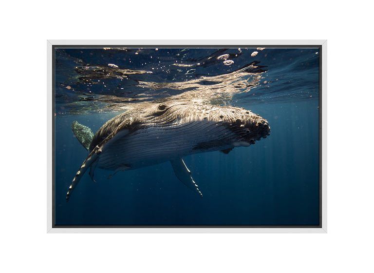 Buy Humpback Whale | Canvas Wall Art Print Online Australia | Final Within Most Recently Released Humpback Whale Wall Art (View 11 of 20)