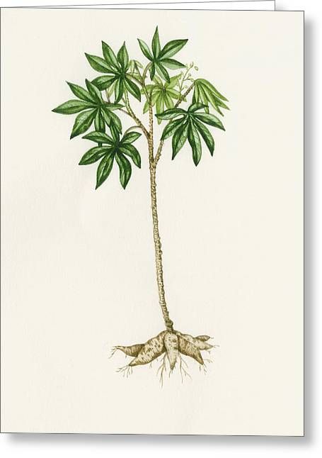 Cassava (manihot Esculenta) Photographlizzie Harper Pertaining To Most Popular Cassava Wall Art (View 8 of 20)