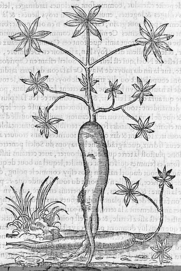 Cassava Plant, 16th Century Photographscience Photo Library Regarding Most Popular Cassava Wall Art (View 2 of 20)