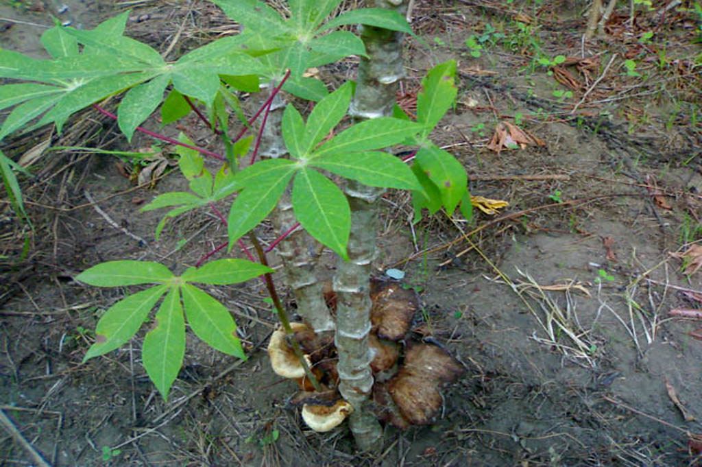 Cassava Plant With Mushroom | Infected Cassava Plant With Mu… | Flickr In Most Up To Date Cassava Wall Art (View 11 of 20)