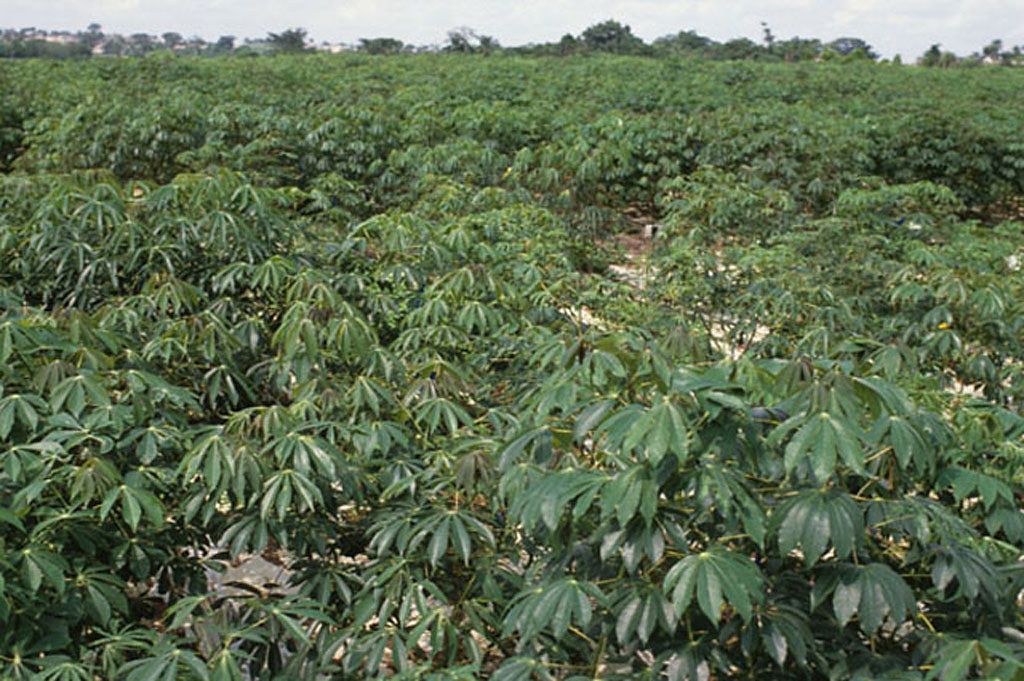 Cassava Plants In Cassava Field | Healthy Cassava Plants In … | Flickr Inside Best And Newest Cassava Wall Art (View 13 of 20)