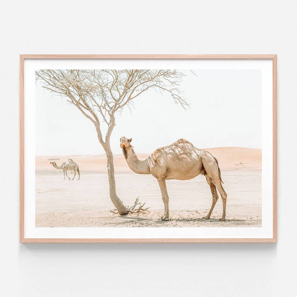 Desert Camels | Framed Print Or Canvas Wall Art | 41 Orchard In 2021 Regarding Recent Desert Palms Wall Art (View 20 of 20)