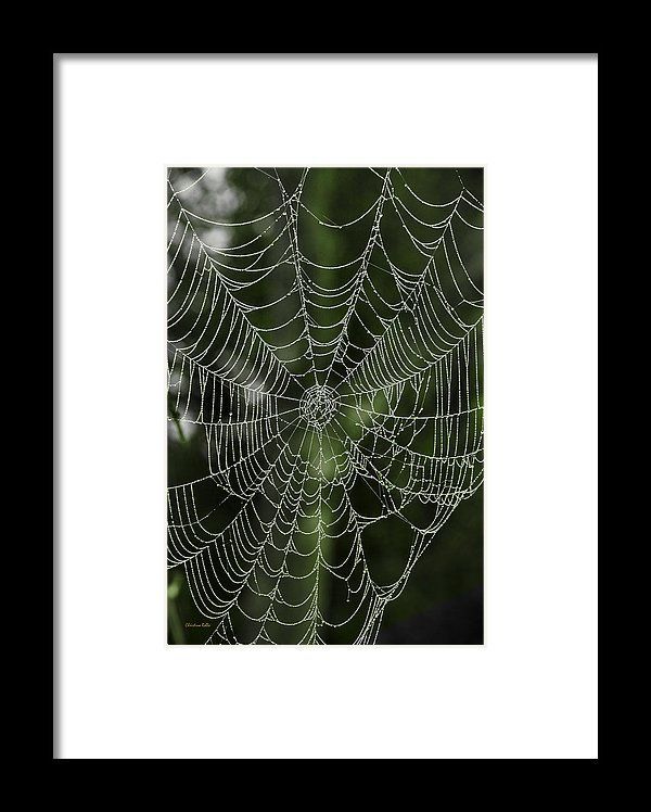 Dewy Spider Web Framed Printchristina Rollo (View 12 of 20)