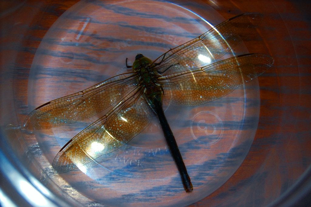 Dragonfly Tailspin | Gaylen Bray | Flickr Pertaining To Most Recent Tail Spin Wall Art (View 18 of 20)