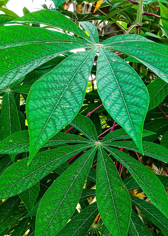 Green Cassava Plant Photographpetal Phillip Regarding Latest Cassava Wall Art (View 14 of 20)