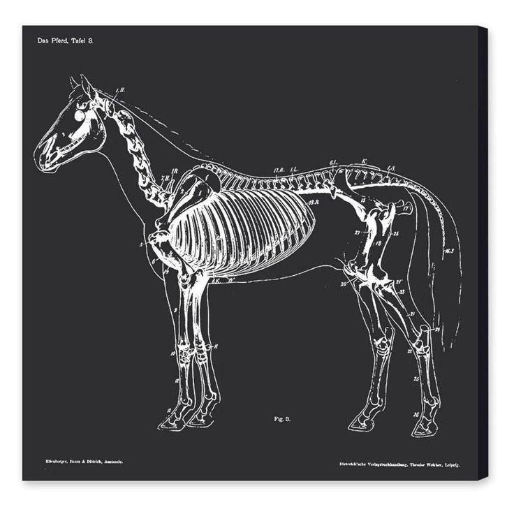 Hatcher And Ethan Squelette Du Cheval Canvas Wall Art | Wall Art Canvas In Most Current Hatcher Wall Art (View 20 of 20)