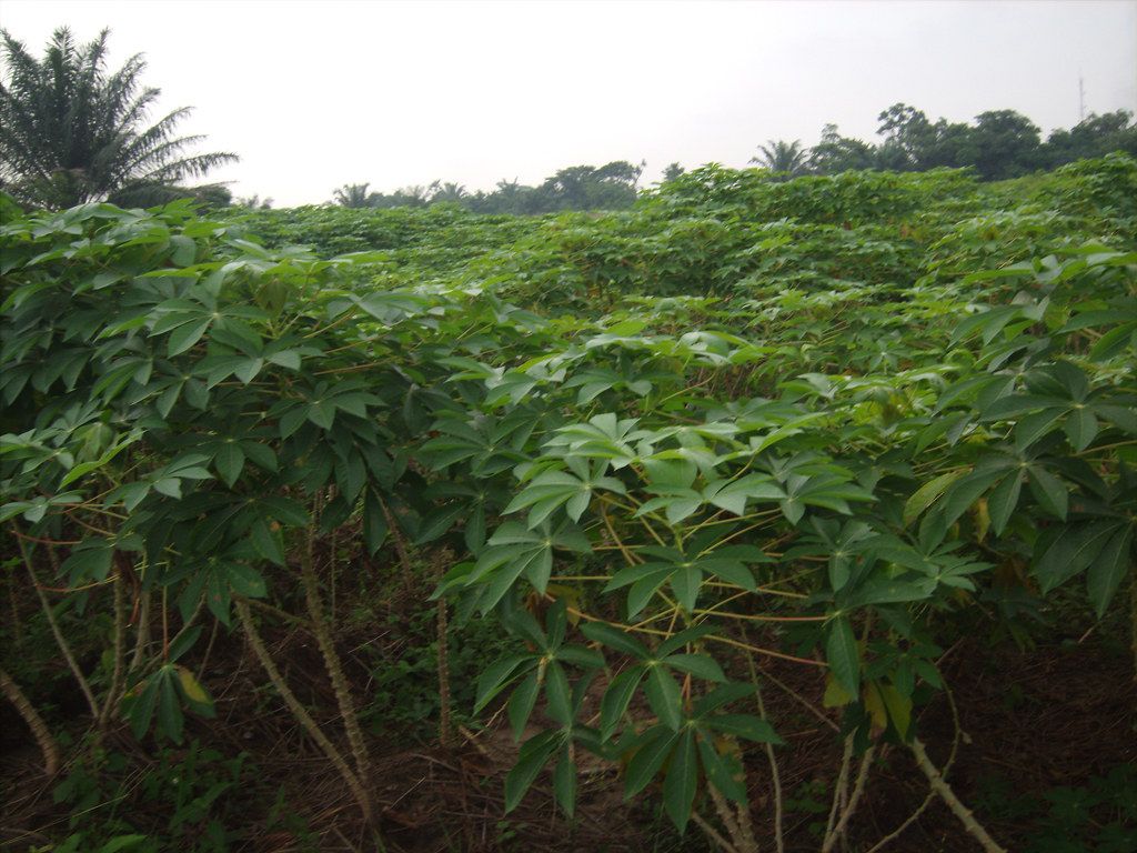Improved Cassava Plants In A Field | Improved Cassava Plants… | Flickr With Regard To Recent Cassava Wall Art (View 10 of 20)