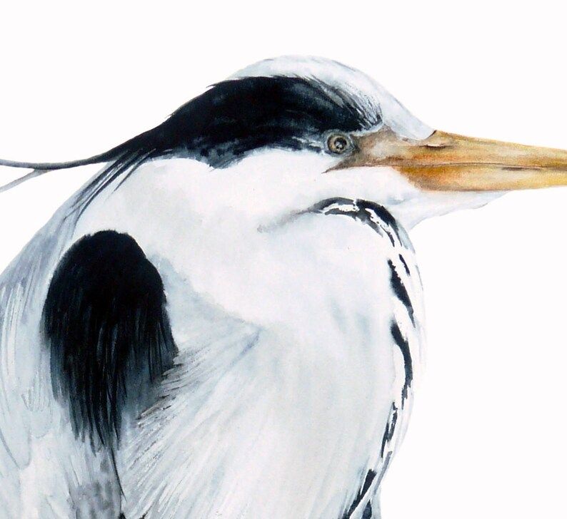 Large Grey Heron Art Print Bird Art Wall Decor Watercolour | Etsy Intended For 2017 Heron Bird Wall Art (Gallery 19 of 20)
