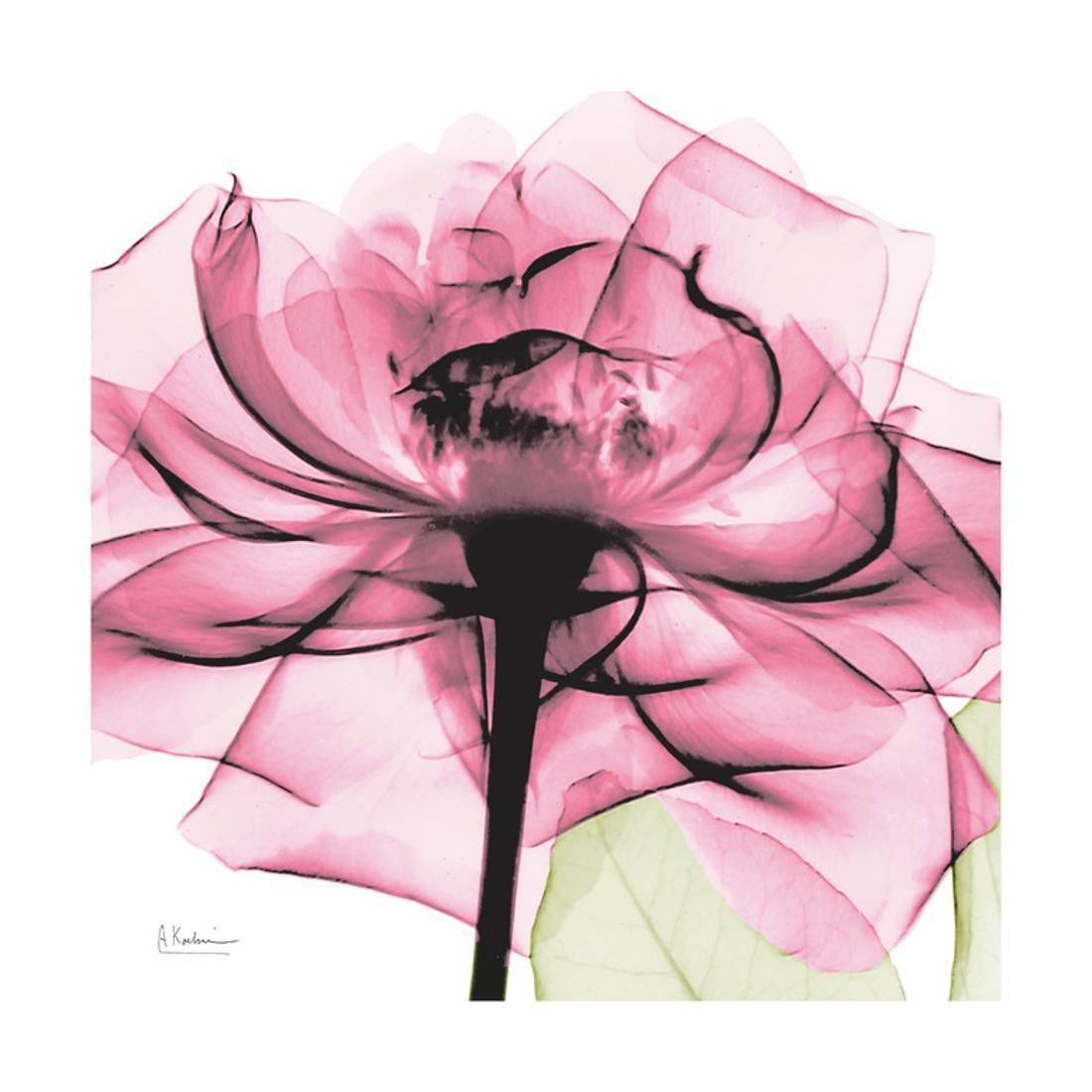 Rose Pink Pink Flower X Ray Photo Print Wall Artalbert Koetsier Within 2018 Crestview Bloom Wall Art (View 2 of 20)