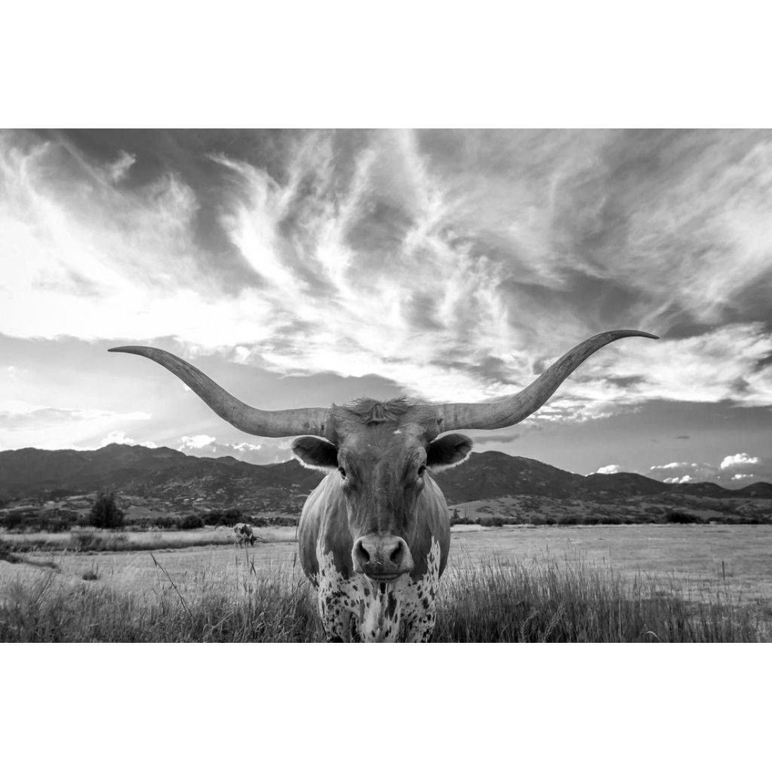 Texas Longhorn Bull Standing In Pasture Wall Decor Art Poster Inside Most Current Long Horn Wall Art (View 9 of 20)