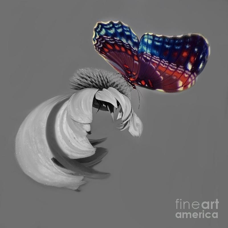 Whirlwind Butterfly 1 Digital Artdiana Rajala With Regard To Newest Whirlwind Metal Wall Art (View 3 of 20)