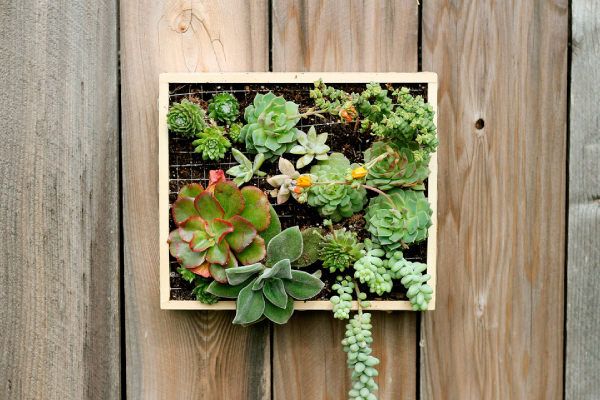 11 Brilliant Diy Indoor Vertical Garden Ideas – Ferns N Petals Within Best And Newest Inner Garden Wall Art (View 20 of 20)