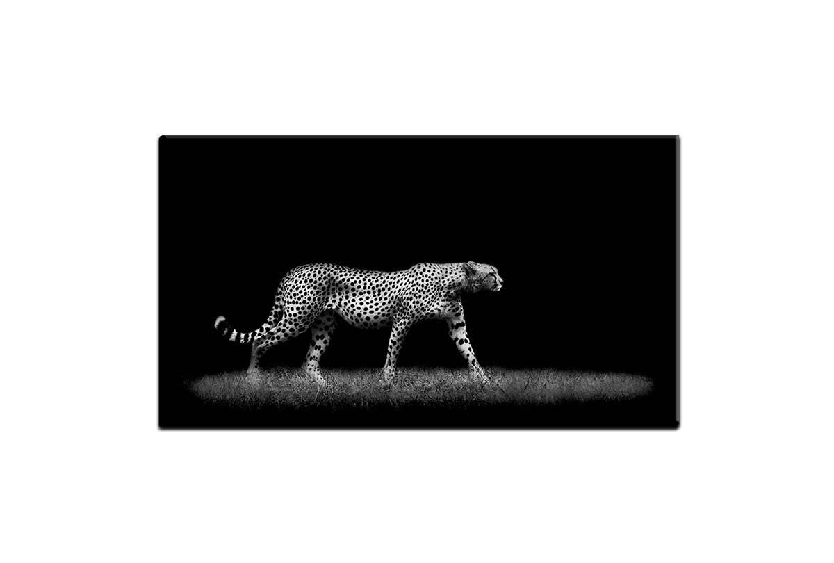 Buy Cheetah Stalking Black And White | Animal Canvas Wall Art Print Throughout Recent Cheetah Wall Art (Gallery 19 of 20)