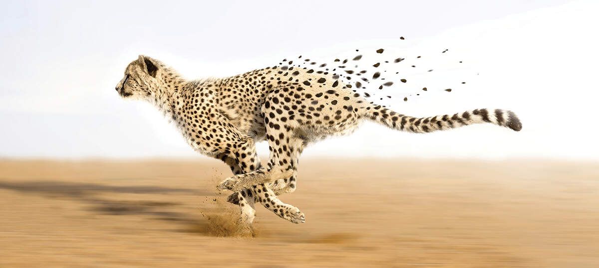 Cheetah Art: Canvas Prints & Wall Art | Icanvas Inside Latest Cheetah Wall Art (View 10 of 20)