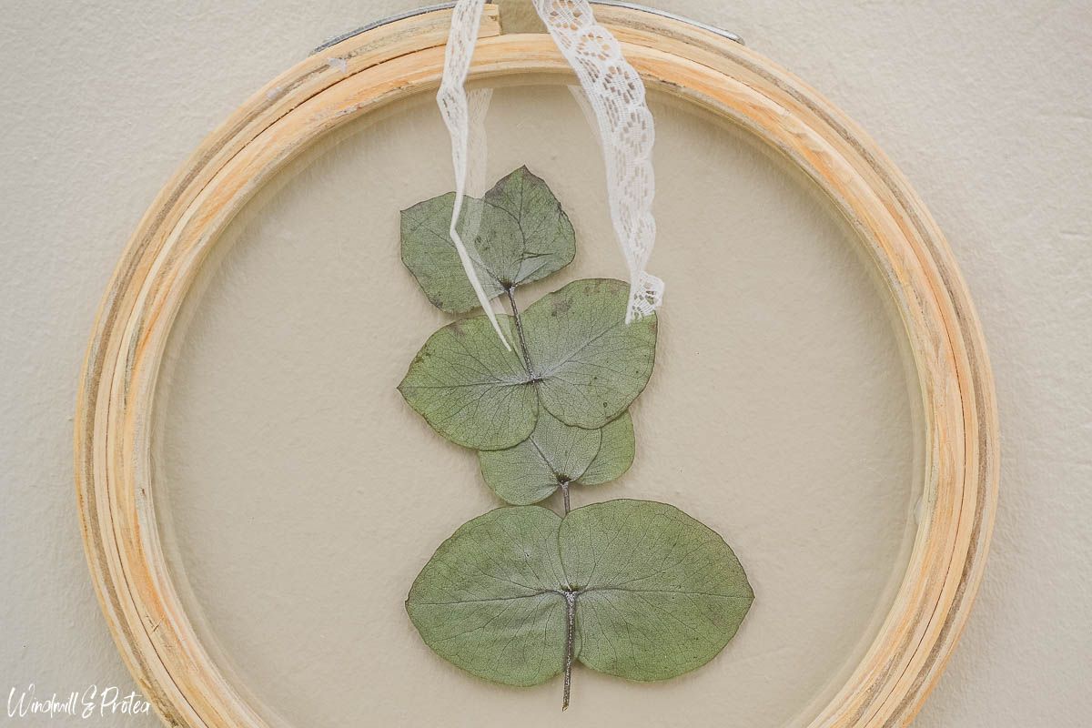 Incredibly Easy 5 Minute Diy Pressed Eucalyptus Leaf Wall Art In Most Popular Eucalyptus Leaves Wall Art (View 14 of 20)