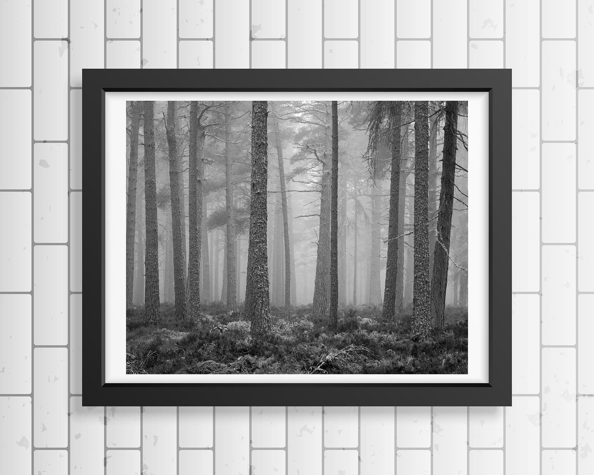 Misty Pines Black And White Photography Trees Treescape – Etsy Inside Most Popular Misty Pines Wall Art (View 3 of 20)