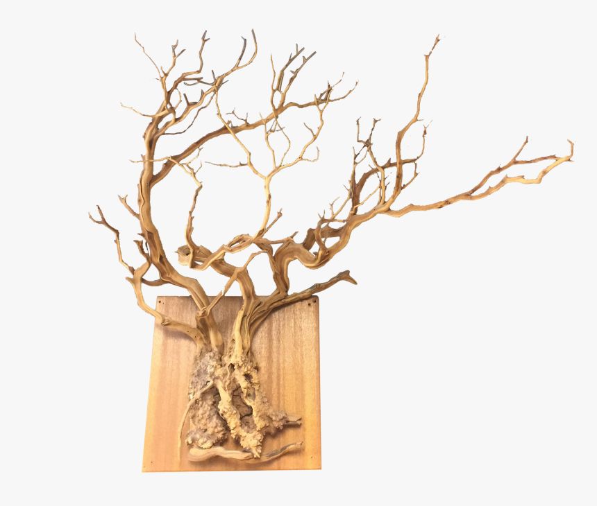 Natural Sprawling Tree Root Wall Hanging Chairish – Wood, Hd Png Download –  Kindpng In 2018 Roots Wood Wall Art (Gallery 19 of 20)