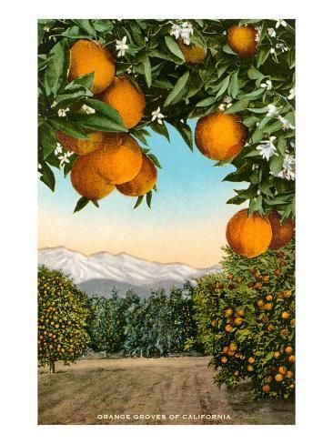 Orange Grove With Mountains In Background' Art Print | Art | Orange  Grove, Orange, Orange Tree With Regard To Recent Orange Grove Wall Art (View 6 of 20)