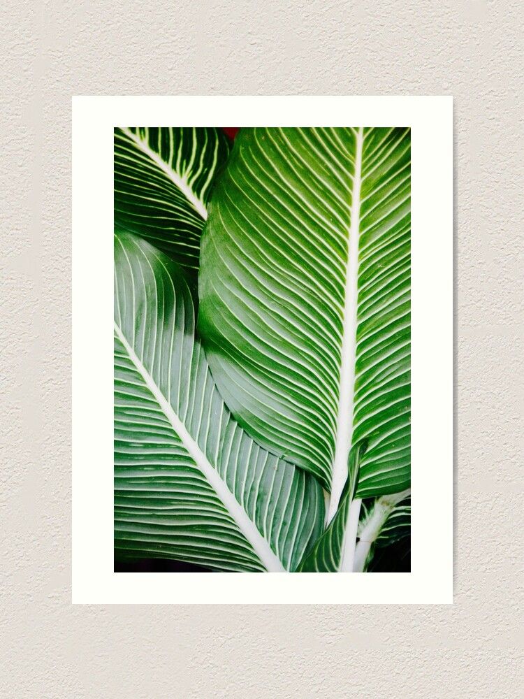 Palm Leaf Wall Art, Tropical Leaf Prints, Printable Leaf, Green Leaf Print, Tropical  Leaves Art, Palm Leaf Print, Palm Prints" Art Print For Sale Alex Artprints | Redbubble With Regard To Most Up To Date Tropical Leaves Wall Art (View 13 of 20)