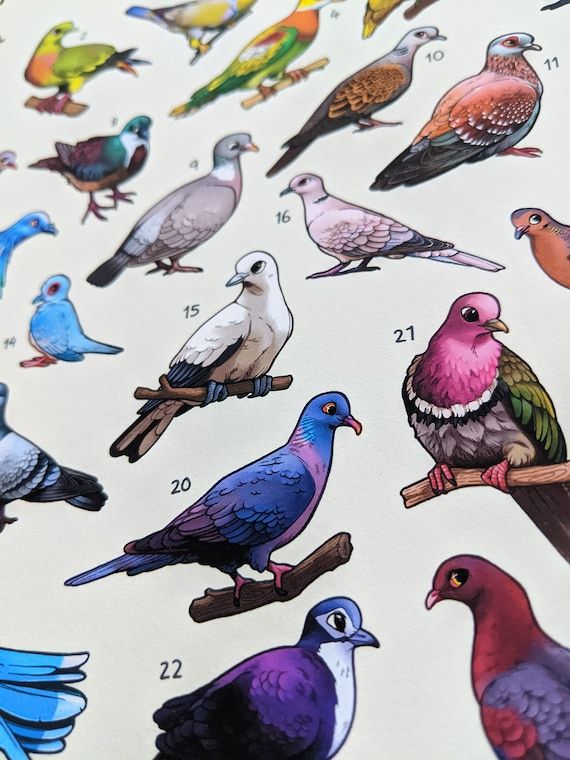 Pigeons Of The World A4 A3 Print / Bird Wall Art / Educational – Etsy Pertaining To 2017 Pigeon Wall Art (Gallery 20 of 20)