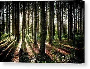 Pine Tree Canvas Prints & Wall Art For 2018 Pine Forest Wall Art (View 20 of 20)